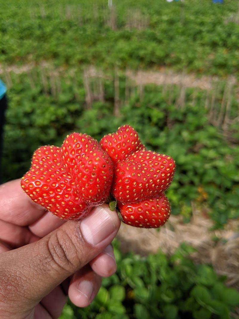 Schumacher Berry Farm, Chapin, Illinois
