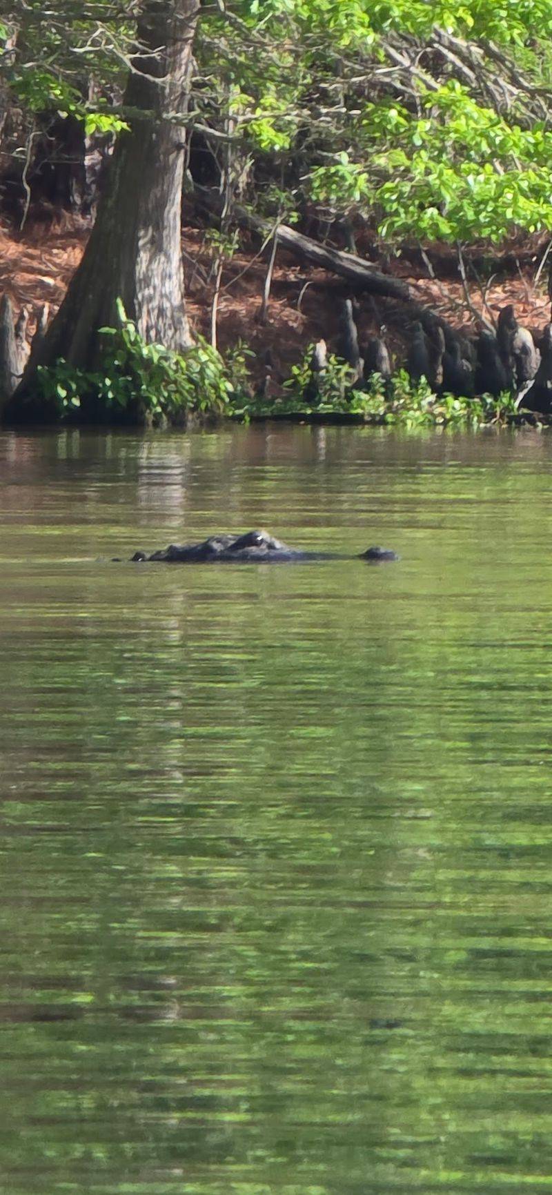 Scientists Are Literally Playing Catch And Release With The Gators