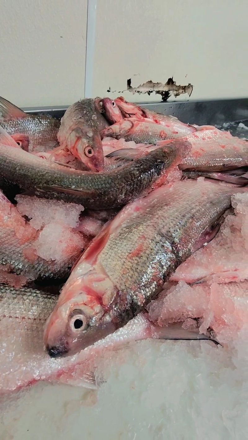 Al’s Fresh Fish and Seafood, Detroit