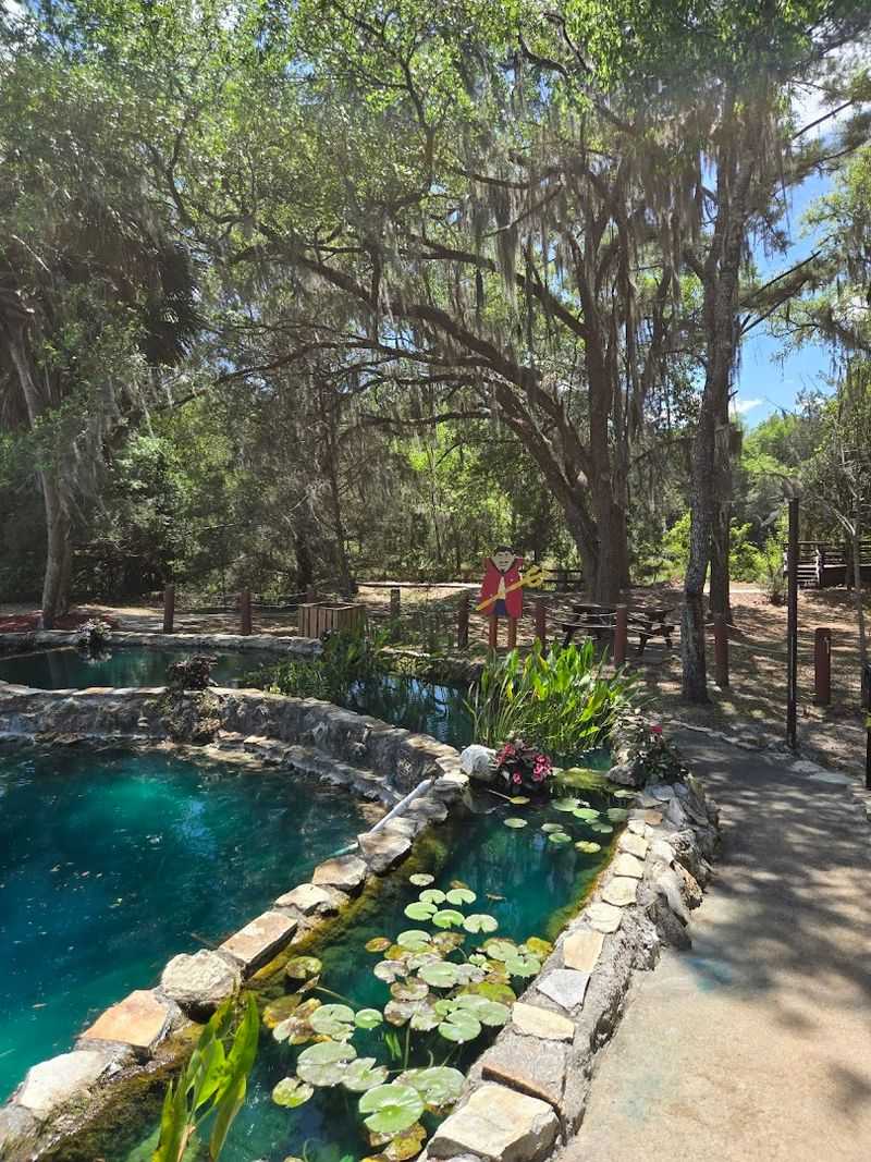 Wildlife Inside The Spring Includes Fish And Turtles