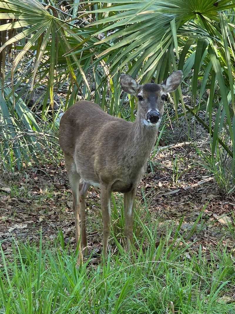 Wildlife Watching Throughout The Park