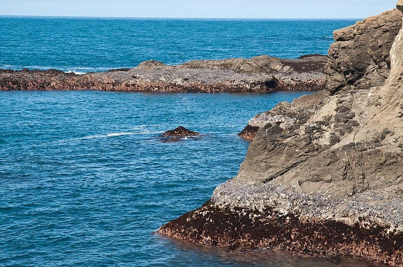 Whale Watching Without Buying A Ticket