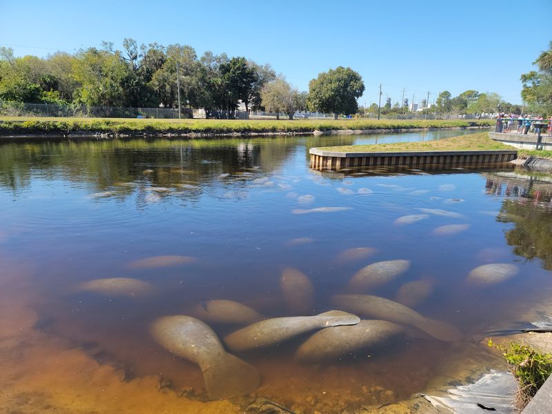 Sea Cow Spotting At Manatee Park Sea Cow Spotting At Manatee Park