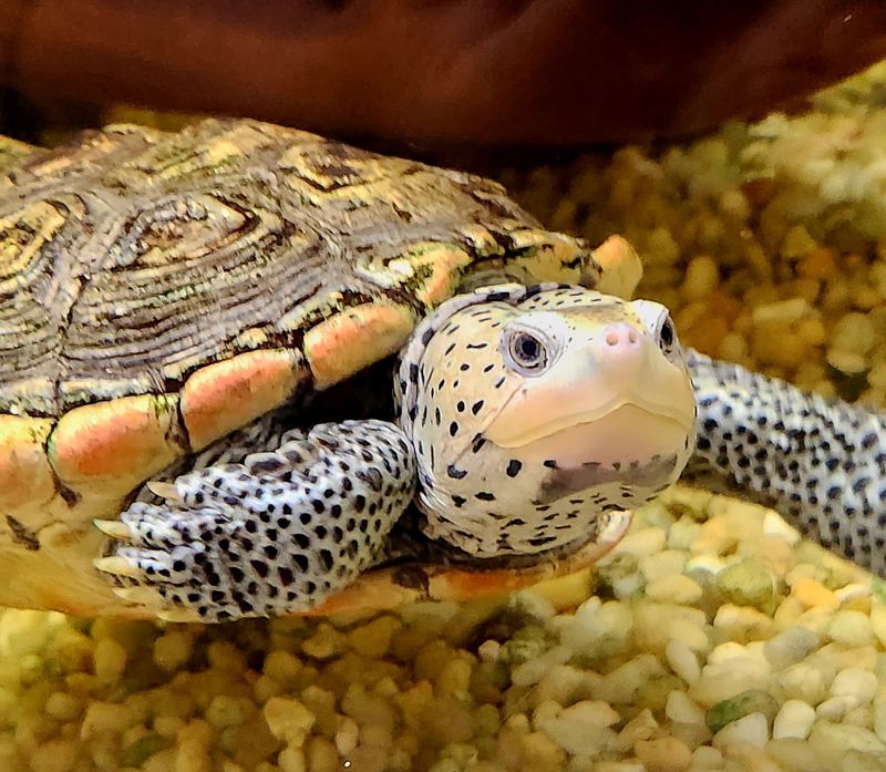 Sea Creatures Up Close At The Alabama Aquarium