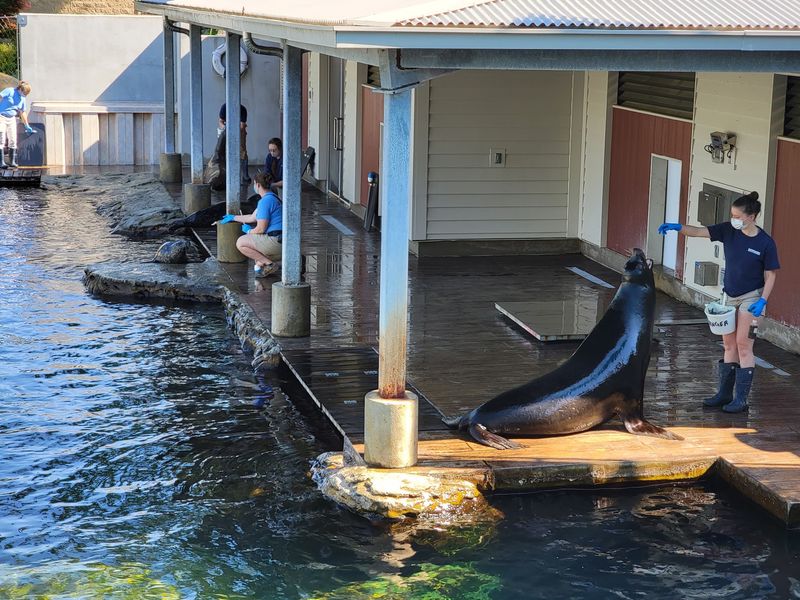 Sea Lion Shows With A Commentator Who Steals The Spotlight