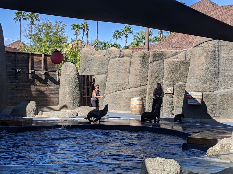 Sea Lions With A Flair For Showtime