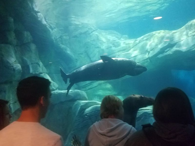 Sea Otters Playing And Swimming