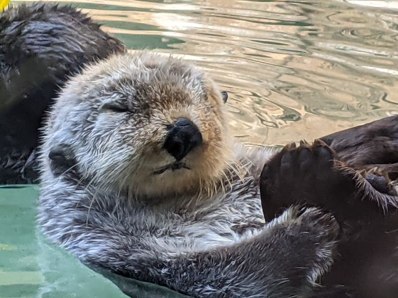 Sea Otters That Steal the Show Sea Otters That Steal the Show