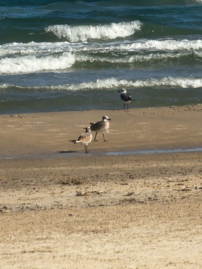 Sea Turtle Hatchling Releases You Will Never Forget