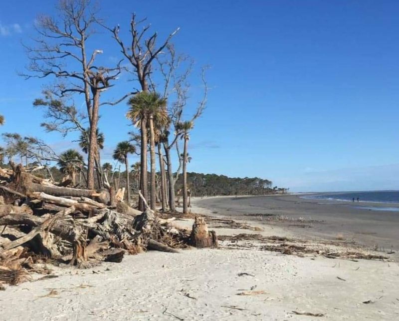 Sea Turtle Nests Appear Along The Shoreline