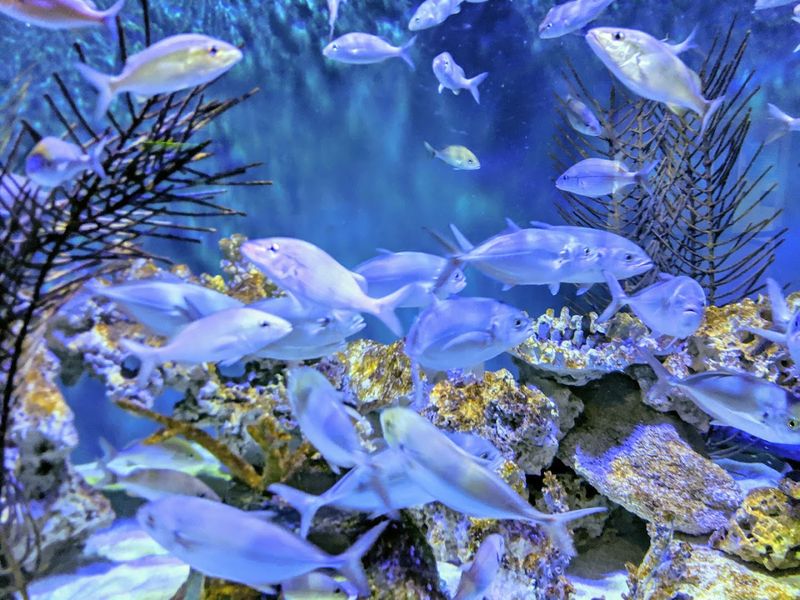Coral Reef Research And Restoration Exhibits