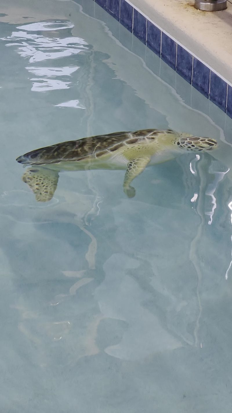 Sea Turtles And Marine Life Up Close