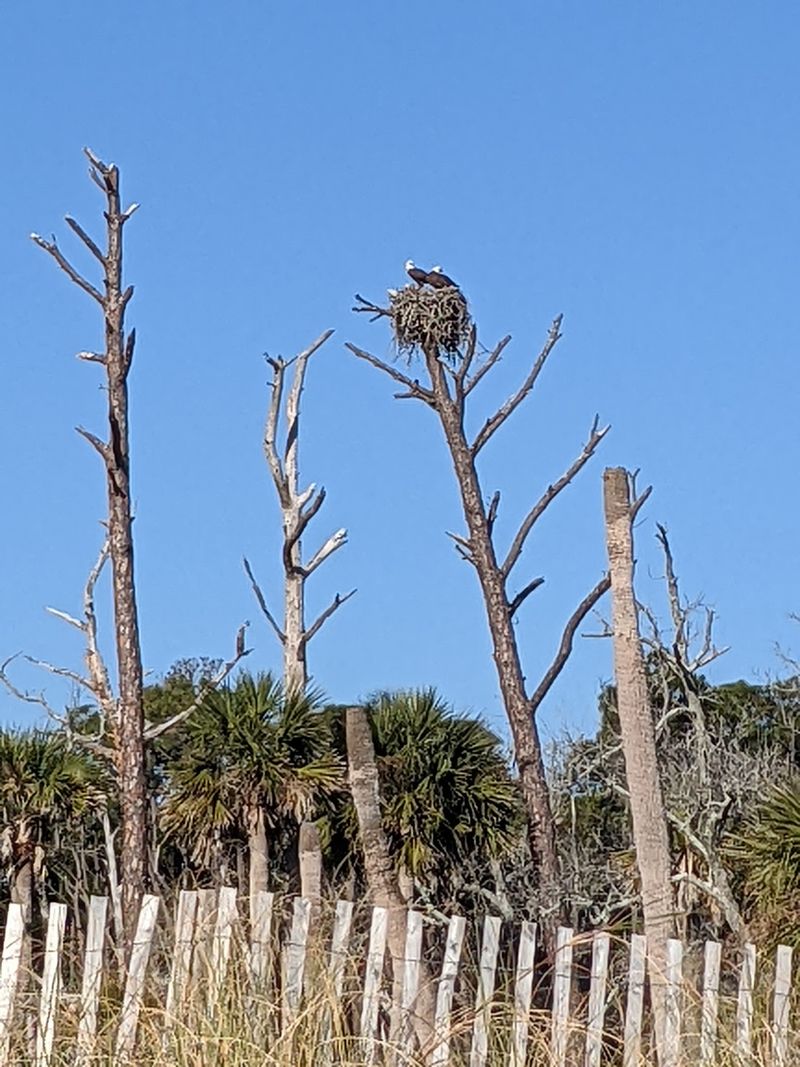 Sea Turtles, Ospreys, And Sneaky Raccoons Sea Turtles, Ospreys, And Sneaky Raccoons