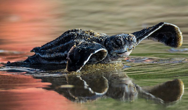 Sea Turtles Use The Waters Near The Inlet As A Regular Feeding And Nesting Corridor
