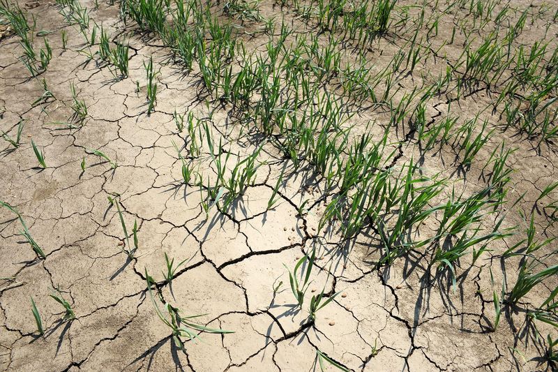 Wheat Woes Worldwide