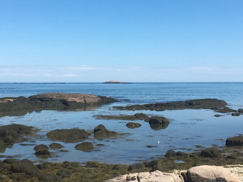 Seals, Eagles, And Shorebirds