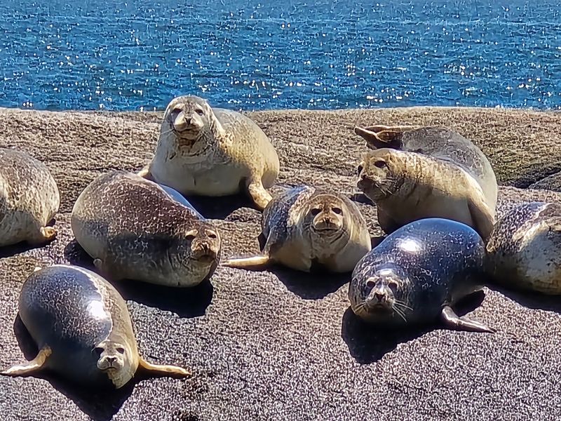 Seals, Puffins, And Sea Views