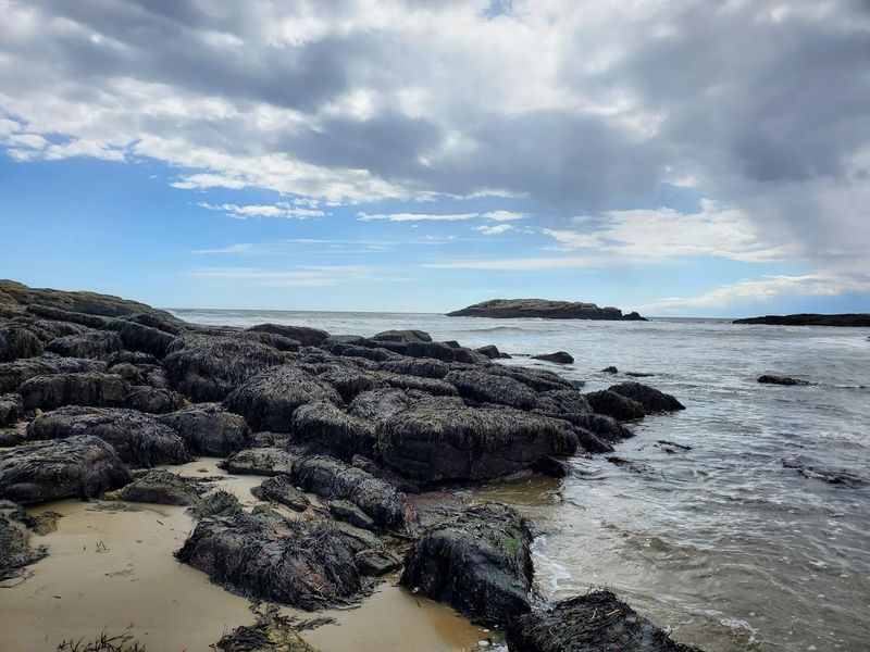 Seals, Shorebirds, And Sea Air Seals, Shorebirds, And Sea Air