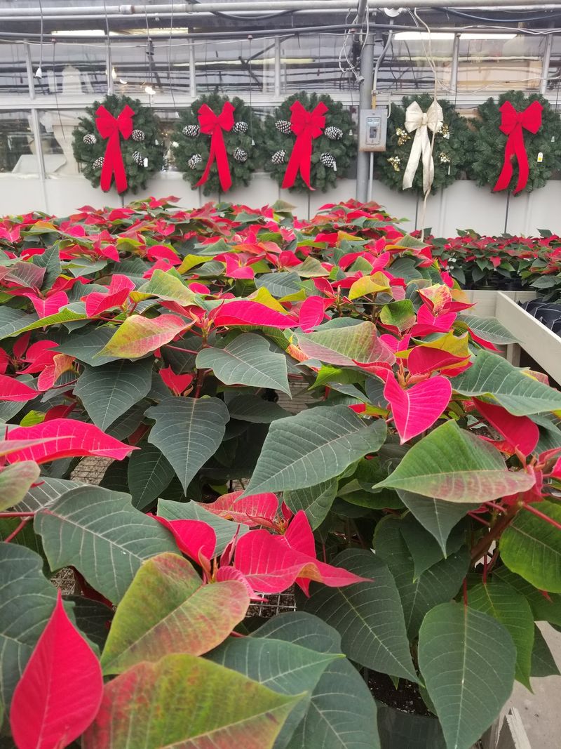 Search For Unusual Plant Varieties