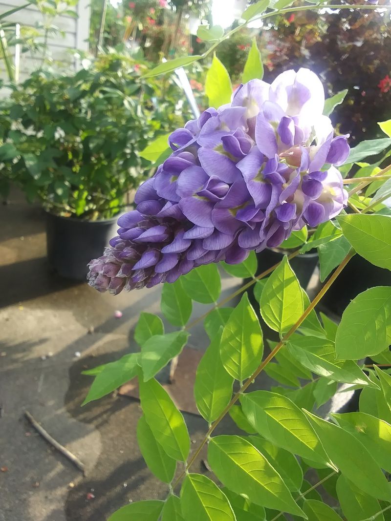 Seasonal Annuals Keep The Displays Changing