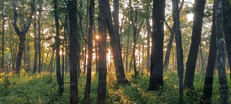 Wildlife And Natural Details Along The Ridge