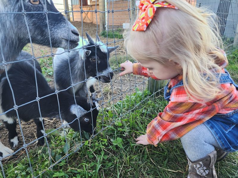 Baby Animals, Games, and Activities for the Whole Family