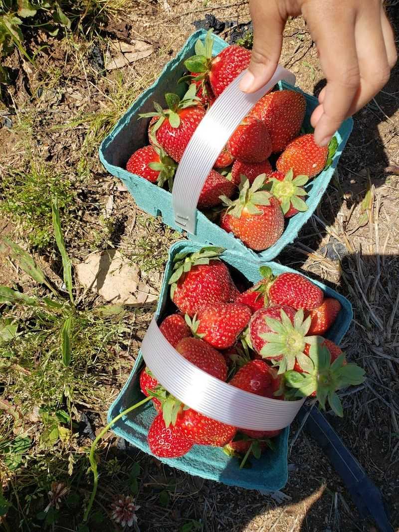 Seasonal Festivals That Transform The Farm Into Celebration Central
