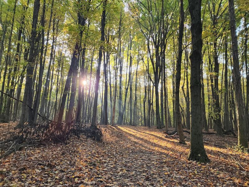 Parks and Natural Surroundings