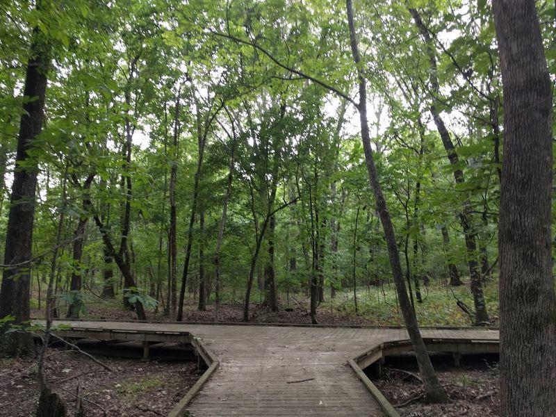 Black Bear Stronghold In Protected Habitat