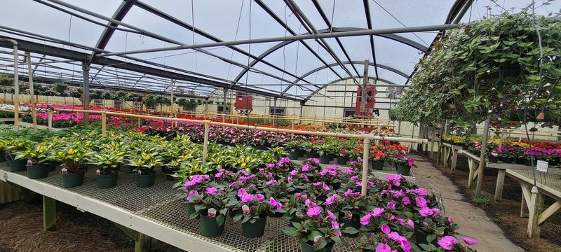 Rare And Hard-To-Find Plants 