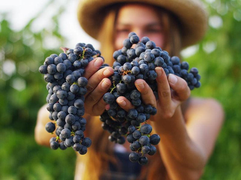 Wine Grape Juice in Harvest Season