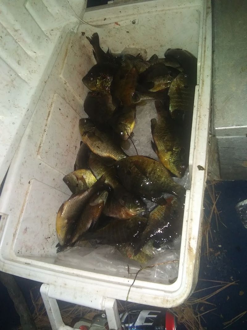 Cut Bait Selection That Targets Larger Catfish