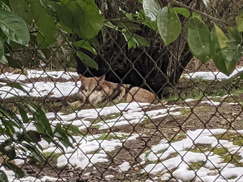 Seasonal Timing for Better Wolf Sightings