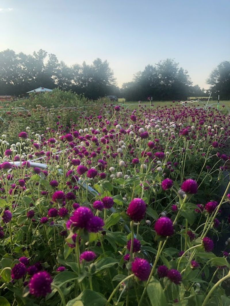 CSA Bouquet Subscription