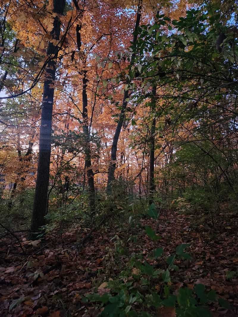 Seasonal foliage may change the sightlines