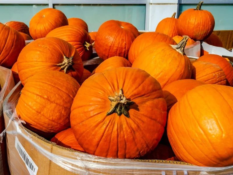 Pumpkin: Not Just for Halloween