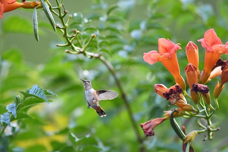 Sedona Hummingbird Festival, Sedona