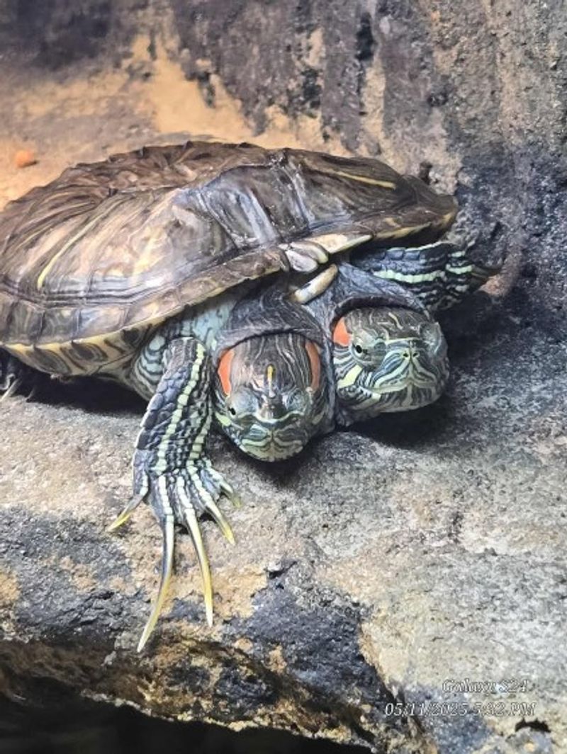 Seek Out The Two-Headed Turtle, Then Notice Bowser