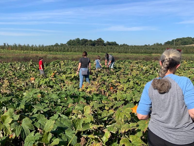 Mt. Airy Orchards, Dillsburg