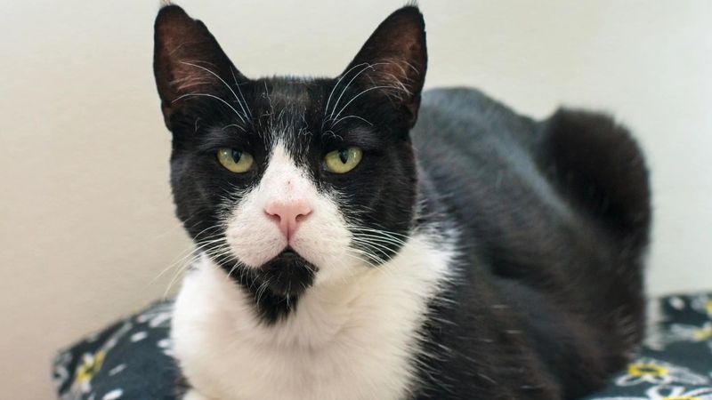 Senior Cats Who Still Have So Much Love to Give