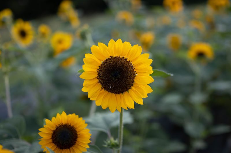September Sunflowers Bring A Bright Splash To The Farm