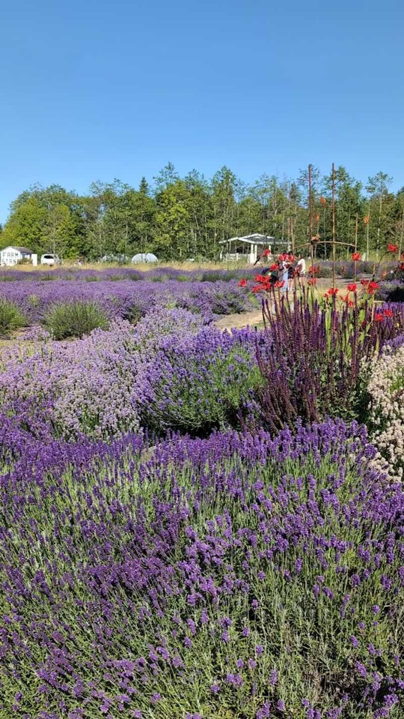 Sequim Lavender Festival, Sequim