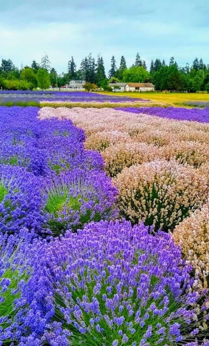 Sequim, Washington