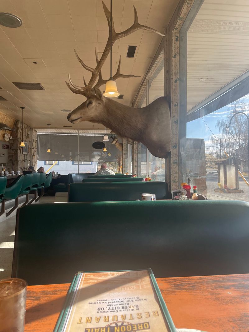 The Elk, The Squirrels, The Window Show