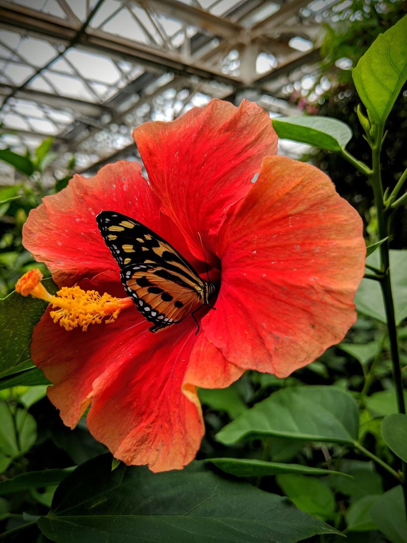 Set An Alarm For The Daily Butterfly Encounter