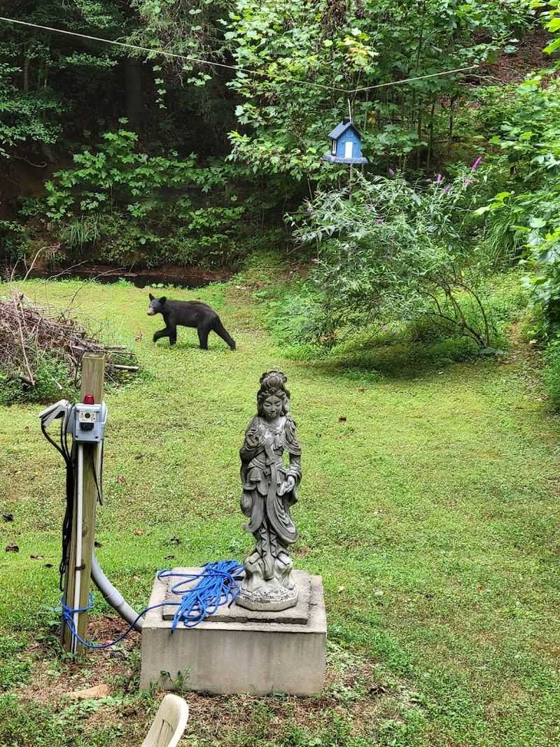 The Campground Has Roommates