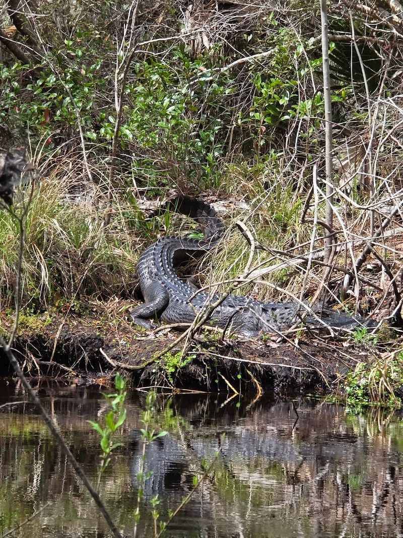 Wildlife Encounters That Feel Completely Unscripted