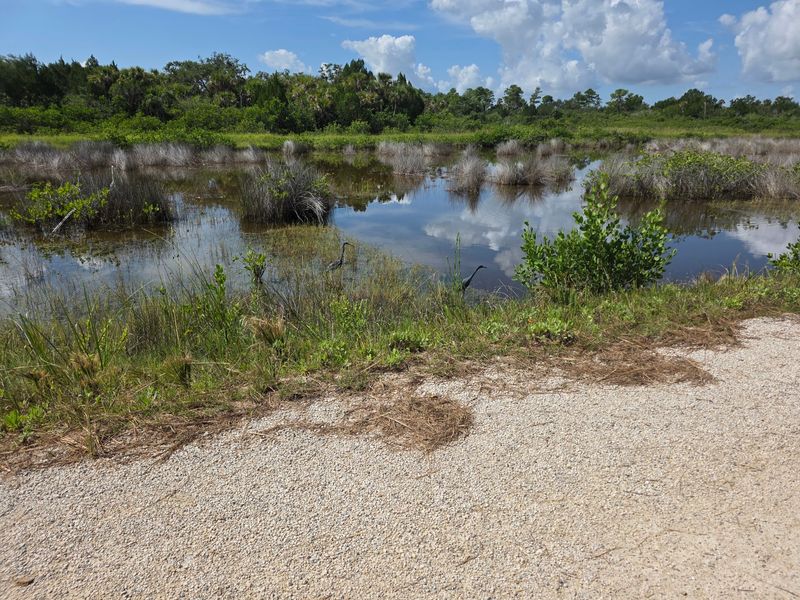 Seven Miles Of Slow-Motion Safari