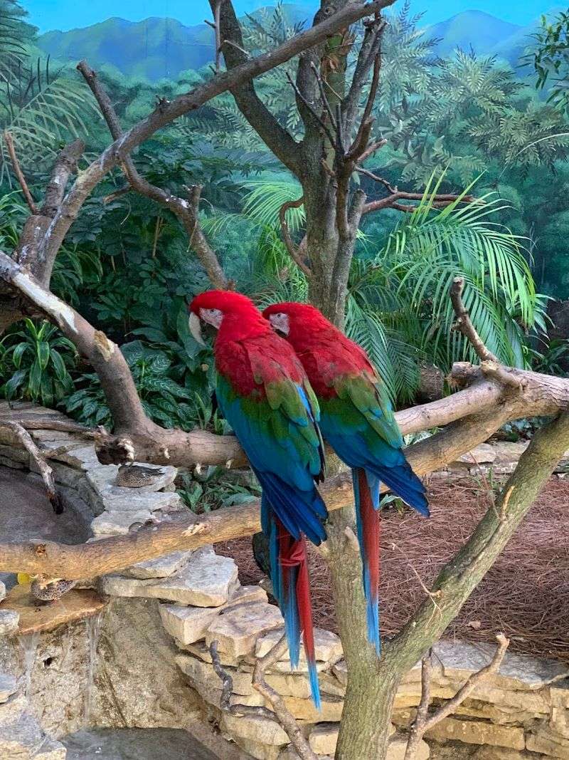 Tropic World’s Rainforest Primates