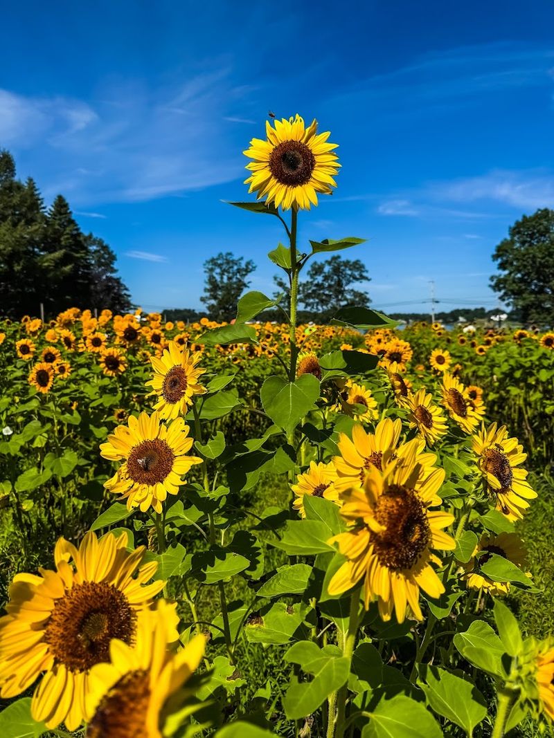 Seven Shades Of Sunflower